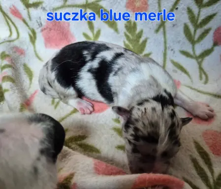 Szczeniak border collie blue merle ZKWP FCI 6