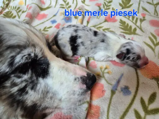 Szczeniak border collie blue merle ZKWP FCI 7
