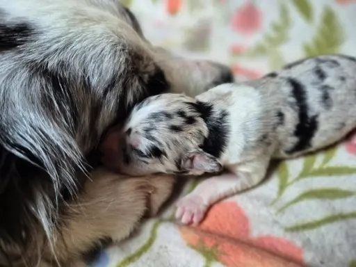 Szczeniak border collie blue merle ZKWP FCI 8
