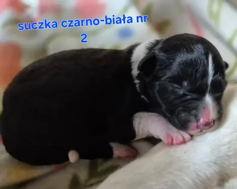 Szczeniak suczka border collie czarno-biała ZKWP FCI 4