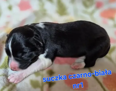 Szczeniak suczka border collie czarno-biała ZKWP FCI 5