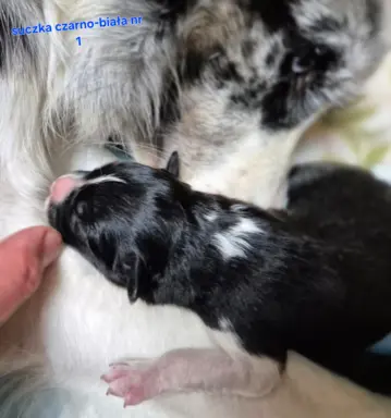 Szczeniak suczka border collie czarno-biała ZKWP FCI 6