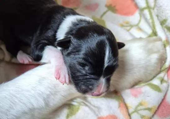 Szczeniak suczka border collie czarno-biała ZKWP FCI 2
