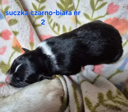 Szczeniak suczka border collie czarno-biała ZKWP FCI 7