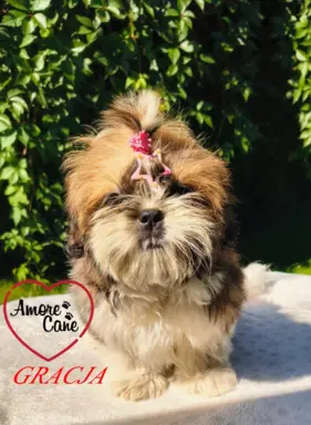 Pięka sunia shih tzu- GRACJA. 5