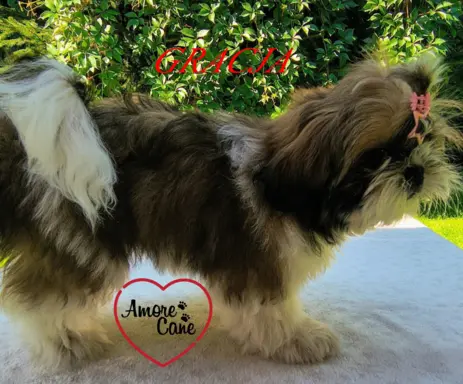 Pięka sunia shih tzu- GRACJA. 6
