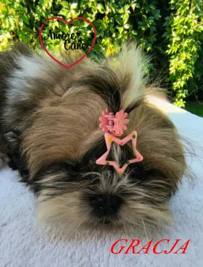 Pięka sunia shih tzu- GRACJA. 7