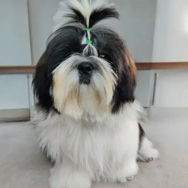 Piękny szczeniak Shih Tzu 6miesiecy ZKWP 4