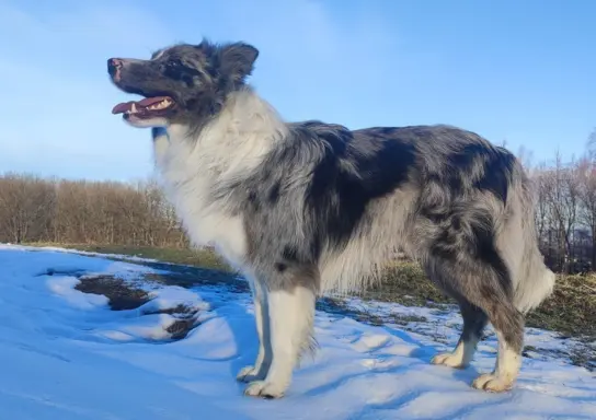 Piękny szczeniak BORDER COLLIE z Hodowli - Rasowy pies z peł 5