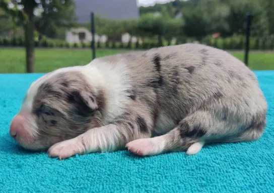 Piękny szczeniak BORDER COLLIE z Hodowli - Rasowy pies z peł 1