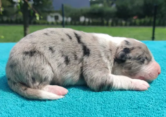 Piękny szczeniak BORDER COLLIE z Hodowli - Rasowy pies z peł 3