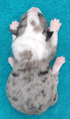 Piękny szczeniak BORDER COLLIE z Hodowli - Rasowy pies z peł 4