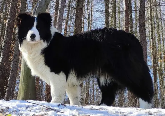 Piękny szczeniak BORDER COLLIE z Hodowli - Rasowy pies z peł 7