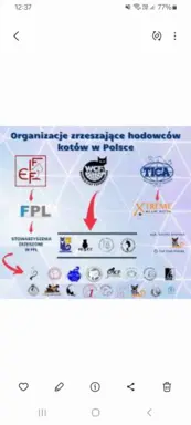 Kocurek tajski Diament z rodowodem Wcf Niebieskookie *pl 5