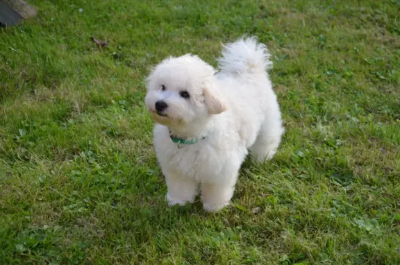 Bichon frise FCI ostatni piesek. 2