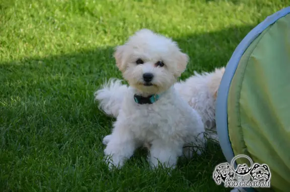 Bichon frise FCI ostatni piesek. 1