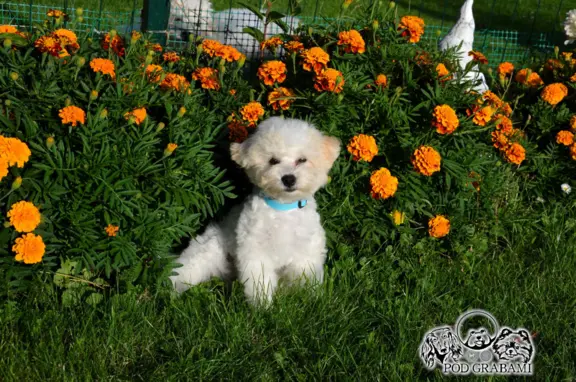 Bichon frise FCI ostatni piesek. 4