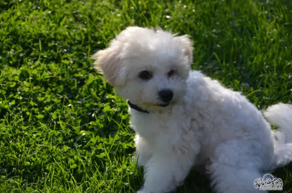 Bichon frise FCI ostatni piesek. 5