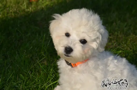Bichon frise FCI ostatni piesek. 7