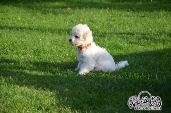Bichon frise FCI ostatni piesek. 9