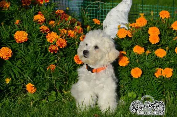 Bichon frise FCI ostatni piesek. 8