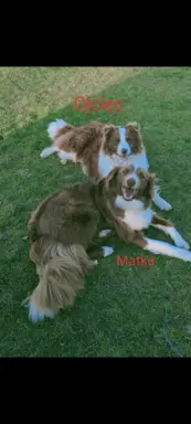 Border collie czekoladowe 6