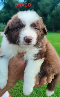 Border collie czekoladowe 3
