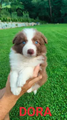 Border collie czekoladowe 2