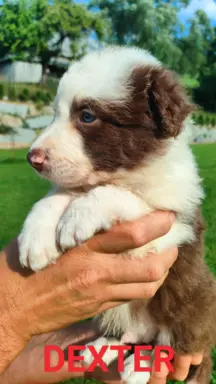 Border collie czekoladowe 5