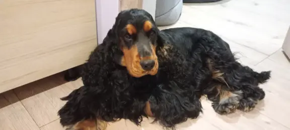 Cocker spaniel angielski 4