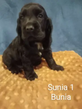 Cocker spaniel angielski 3
