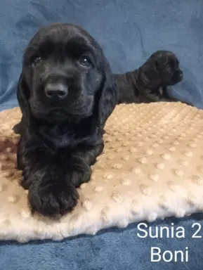 Cocker spaniel angielski 2