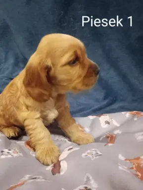 Cocker spaniel angielski 5