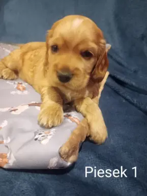 Cocker spaniel angielski 6