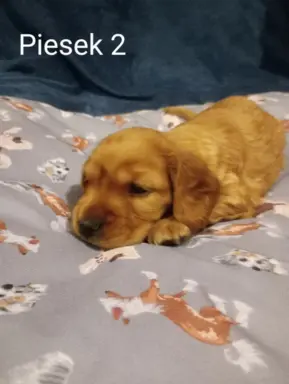 Cocker spaniel angielski 7