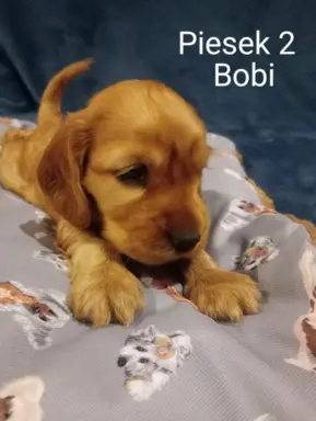 Cocker spaniel angielski 8