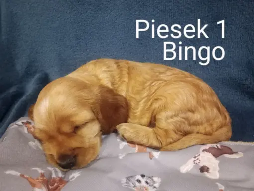 Cocker spaniel angielski 9