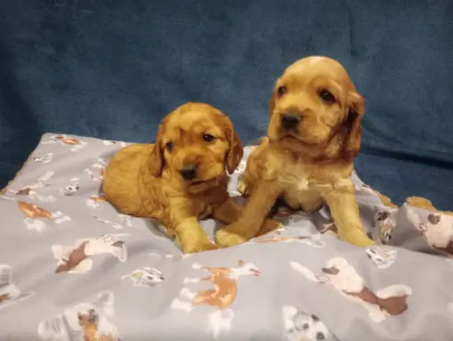 Cocker spaniel angielski 10