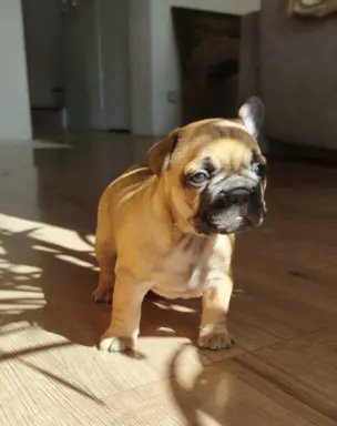 Buldog francuski szczenięta, ciemna suczka i beżowy piesek 1