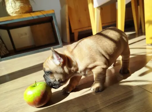 Buldog francuski szczenięta, ciemna suczka i beżowy piesek 2