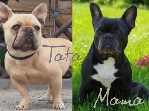 Buldog francuski szczenięta, ciemna suczka i beżowy piesek 3