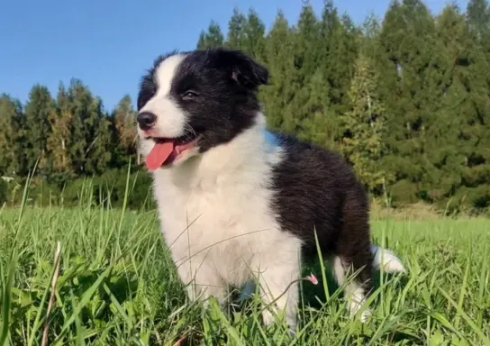 Suczka pełna wdzięku z dok. - Szczeniak BORDER COLLIE 1