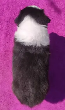 Suczka pełna wdzięku z dok. - Szczeniak BORDER COLLIE 2