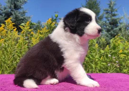 Suczka pełna wdzięku z dok. - Szczeniak BORDER COLLIE 3