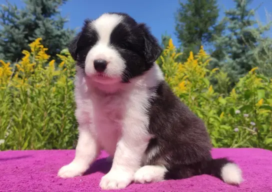 Suczka pełna wdzięku z dok. - Szczeniak BORDER COLLIE 4