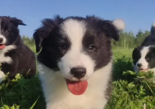Suczka pełna wdzięku z dok. - Szczeniak BORDER COLLIE 5