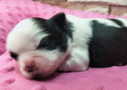 Cudowne szczenięta Shih tzu 2