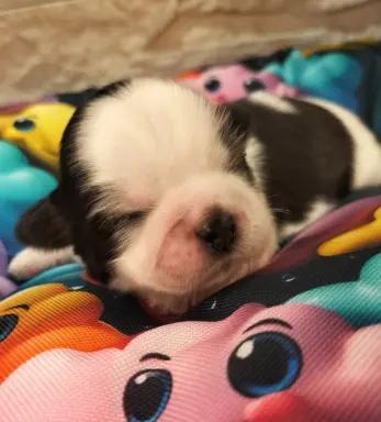 Cudowne szczenięta Shih tzu 3
