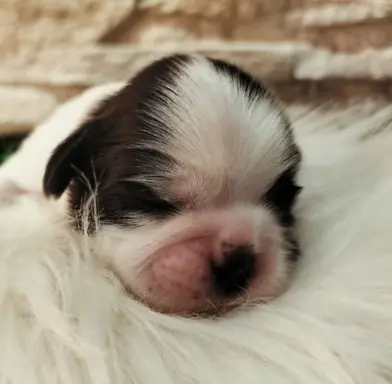 Cudowne szczenięta Shih tzu 4