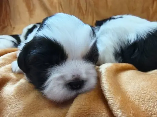 Cudowne szczenięta Shih tzu 5